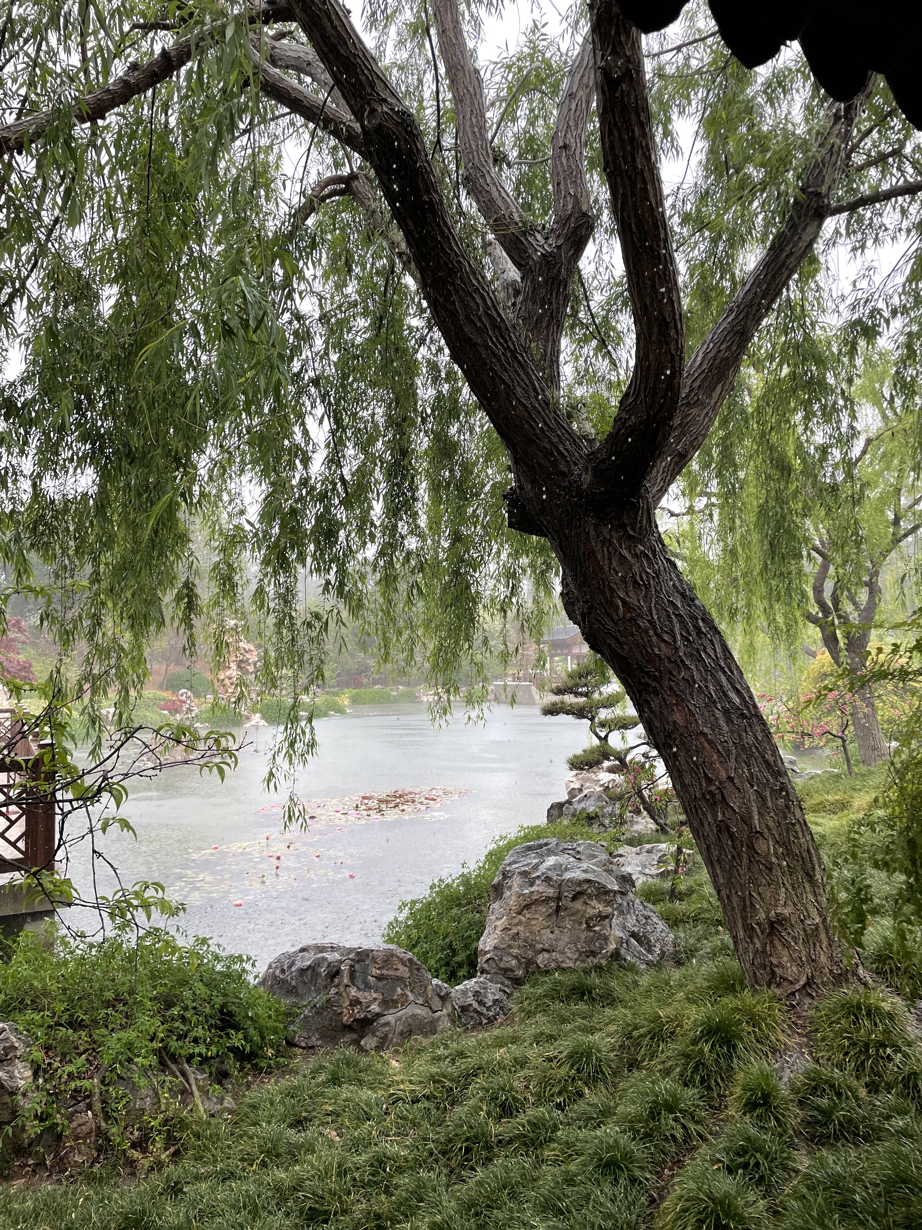 Tree next to a stream. Hag is invisible